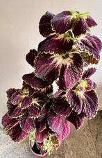 Siernetel Coleus kamerplant planten bordeaux 104 cm in pot, Huis en Inrichting, Kamerplanten, Ophalen, Overige soorten, Halfschaduw