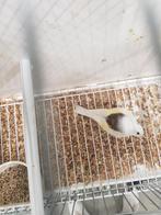 Tunchi pop bonte scarpatie 2023, Dieren en Toebehoren, Vogels | Overige Vogels, Vrouwelijk, Wildzangvogel