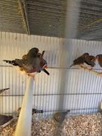 Grote zebravinken, Dieren en Toebehoren, Vogels | Overige Vogels, Meerdere dieren