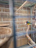 Mooi koppel gouldamadines te koop!, Dieren en Toebehoren, Vogels | Overige Vogels, Meerdere dieren, Tropenvogel