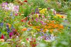 Vaste planten – tuinplanten, Ophalen of Verzenden, Vaste plant, Bodembedekkers, Halfschaduw
