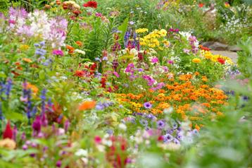 Vaste planten – tuinplanten   beschikbaar voor biedingen