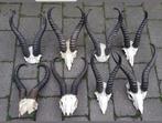 8 Springbok schedels maar €250,-! hoorn hoorns Afrika gewei, Ophalen, Zo goed als nieuw, Hert, Schedel
