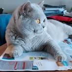 Dekkater lilac brits korthaar MET stamboom, Dieren en Toebehoren
