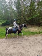 Bijrijd/verzorg/leas paardje gezocht ️, Dieren en Toebehoren, Ophalen of Verzenden, Nieuw, Rijden
