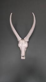 Witte kunststof schedel met hoorns zwaar polystone, Verzamelen, Dierenverzamelingen, Ophalen of Verzenden, Zo goed als nieuw, Schedel