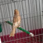 Roodmus pheao pop 2025, Dieren en Toebehoren, Vrouwelijk, Tropenvogel, Geringd