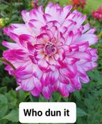 verschillende Dahlia knollen, Ophalen of Verzenden, Voorjaar, Volle zon, Knol