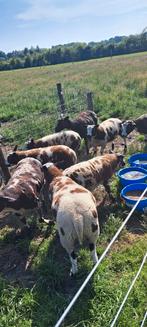8 bonte rammen, Mannelijk, Schaap