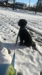 Opzoek naar Oppas voor onze hond, Ophalen of Verzenden, Zo goed als nieuw