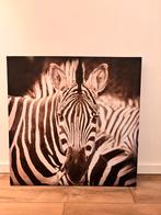 Canvas zebra, Ophalen