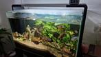Een compleet aquarium Superfish home 110, Dieren en Toebehoren, Vissen | Aquaria en Toebehoren, Ophalen, Zo goed als nieuw, Gevuld zoetwateraquarium