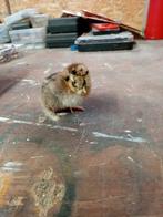 6 zijdehoen kuikentjes, Dieren en Toebehoren, Vogels | Overige Vogels