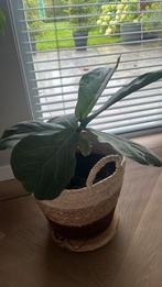 Tobacco met rieten mand, Huis en Inrichting, Kamerplanten, Ophalen, Halfschaduw, In pot, Minder dan 100 cm