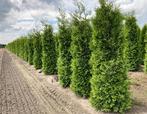 Coniferen, Ophalen of Verzenden, Conifeer, 100 tot 250 cm