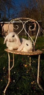 Superlieve jonge konijntjes zoeken een nieuw warm thuis, Dieren en Toebehoren, Konijnen, Mannelijk, Dwerg, Hangoor, 0 tot 2 jaar