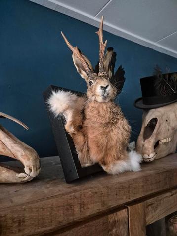 Opgezet, taxidermie  Knert, Jackalope, Wolpertinger. beschikbaar voor biedingen