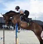 Kwaliteitsvolle zeer fijn te rijden springmerrie, Dieren en Toebehoren, Paarden, Merrie, B, Springpaard, 3 tot 6 jaar