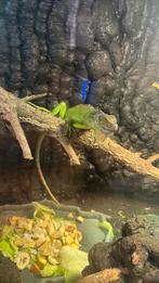 GROENE LEGUAAN INCLUSIEF TERRARIUM EN TOEBEHOREN, Overige soorten, Met terrarium, 0 tot 2 jaar
