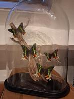 Grote Stolp !!!! Grote !!! vlinders, Ophalen of Verzenden, Nieuw