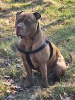 American Pitbull Red Nose aangeboden als dekreu.NIET VERKOOP, Reu, Eén hond, 3 tot 5 jaar, Nederland