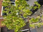 Vijgen boom, Tuin en Terras, Ophalen of Verzenden, Lente
