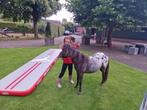 Appaloosa panterbonte hengsten, Dieren en Toebehoren, Pony's, Hengst, A pony (tot 1.17m), Recreatiepony, Gechipt