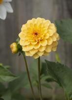 Gele dahlia, Tuin en Terras, Bloembollen en Zaden, Ophalen of Verzenden, Voorjaar, Volle zon, Knol