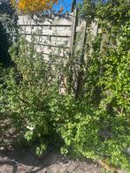 Bessen boomen, Tuin en Terras, Planten | Struiken en Hagen, Ophalen of Verzenden, Overige soorten