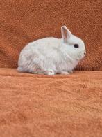 Mini kleurdwerg rammetje grannen bijzonder klein kleurdwerg, Dieren en Toebehoren, Konijnen, Mannelijk, Dwerg, 0 tot 2 jaar