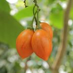 De speciale tomatenboom meerderjarig, Tuin en Terras, Bloembollen en Zaden, Ophalen of Verzenden, Voorjaar, Volle zon