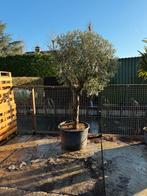 Olijfbomen aanbieding mooie maat  mooi gelijk super prijs, Tuin en Terras, Volle zon, Ophalen of Verzenden, 100 tot 250 cm, Olijfboom