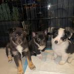 Puppies mix Japanse Spits & Jack Russel, Dieren en Toebehoren, 8 tot 15 weken, Meerdere, Meerdere dieren, Nederland