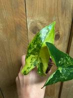 Alocasia tigrina superba variegata plant mint green albo, Huis en Inrichting, Ophalen of Verzenden, Halfschaduw, Minder dan 100 cm