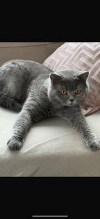 Grijze Britse korthaar 1 jaar, mannetje gecastreerd, Dieren en Toebehoren, Kater, Gechipt, 0 tot 2 jaar