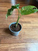Leuke Monstera adansonii plant 3, Huis en Inrichting, Kamerplanten, Ophalen of Verzenden, Overige soorten, Minder dan 100 cm