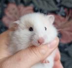 Jonge goudhamsters handtam en gewend aan kinderen, Dieren en Toebehoren, Knaagdieren, Hamster, November, Meerdere dieren, Tam