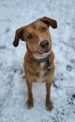 Herplaatsing hond, Particulier, Rabiës (hondsdolheid), 1 tot 2 jaar, Buitenland