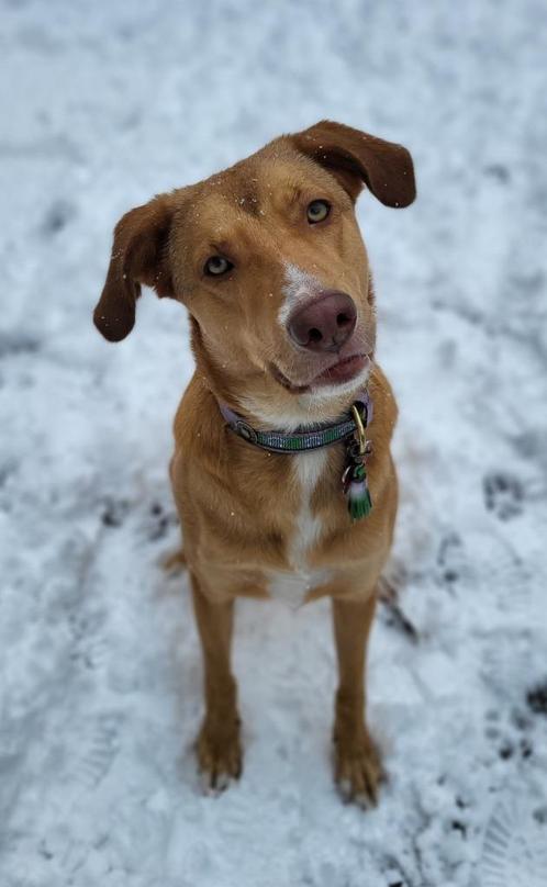 Herplaatsing hond, Dieren en Toebehoren, Honden | Niet-rashonden, Groot, Teef, Particulier, Eén hond, Buitenland, 1 tot 2 jaar