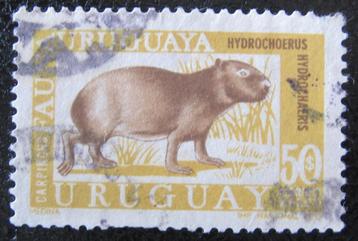 URUGUAY 7 - Dieren: zoogdieren (capibara) beschikbaar voor biedingen