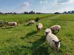 Te koop: Bleu Du Maine ooilammeren, Dieren en Toebehoren, Schapen, Geiten en Varkens, Vrouwelijk, Schaap, 0 tot 2 jaar