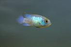 Electric blue acara (Aepuidens pulcher), Dieren en Toebehoren, Vis, Zoetwatervis, Schoolvis