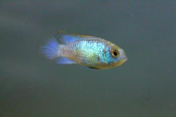 Electric blue acara (Aepuidens pulcher) beschikbaar voor biedingen
