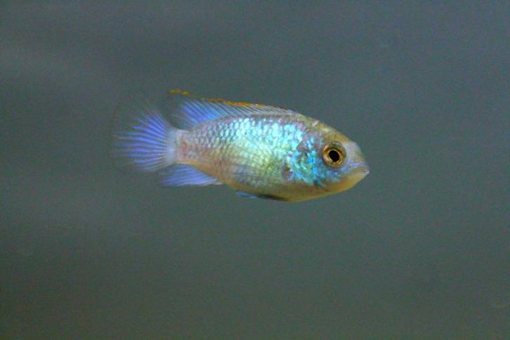 Electric blue acara (Aepuidens pulcher), Dieren en Toebehoren, Vissen | Aquariumvissen, Zoetwatervis, Vis, Schoolvis