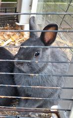 Prachtig dwergkonijntje (voedster) te koop aangeboden!, Vrouwelijk, Dwerg, 0 tot 2 jaar