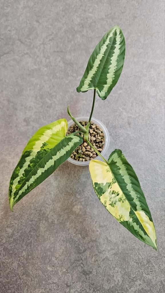 Schismatoglottis Wallichii Variegata, Huis en Inrichting, Kamerplanten, Minder dan 100 cm, Halfschaduw, Ophalen of Verzenden