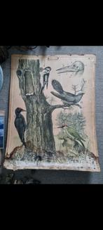 MEGA GROTE Collectie diergerelateerde schoolplaten !, Antiek en Kunst, Ophalen, Natuur en Biologie