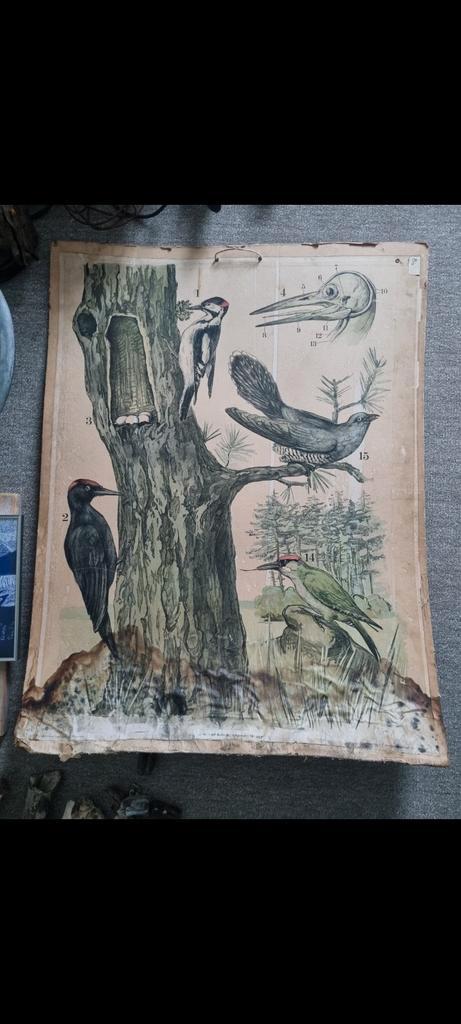 MEGA GROTE Collectie diergerelateerde schoolplaten !, Antiek en Kunst, Antiek | Schoolplaten, Natuur en Biologie, Ophalen