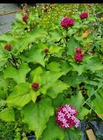 Clerodendrum bungei pindakaasplant, Tuin en Terras, Planten | Tuinplanten, Ophalen, Zomer, Overige soorten, Volle zon