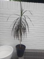 Plantenasiel Hilversum: Dracaena, Huis en Inrichting, Kamerplanten, Ophalen, Overige soorten